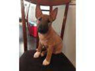 Bull Terrier Puppy for sale in Mitchell, SD, USA