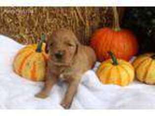 Goldendoodle Puppy for sale in Danville, OH, USA