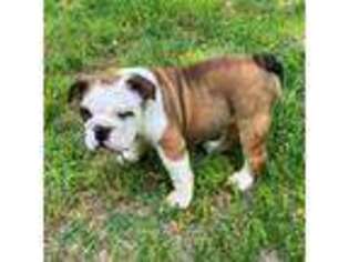 Bulldog Puppy for sale in Ash Grove, MO, USA