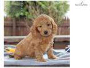 Goldendoodle Puppy for sale in Harrisburg, PA, USA