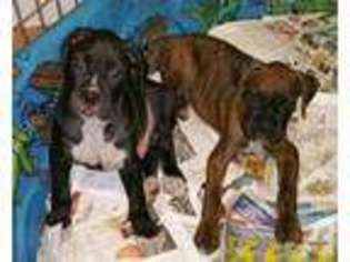 Boxer Puppy for sale in VALLEY SPRINGS, CA, USA