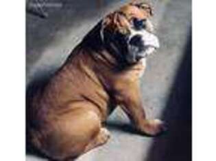 Bulldog Puppy for sale in Fillmore, IN, USA
