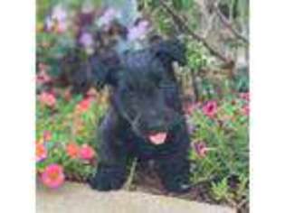 Scottish Terrier Puppy for sale in Scurry, TX, USA