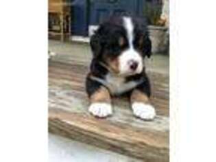 Bernese Mountain Dog Puppy for sale in Troutville, VA, USA