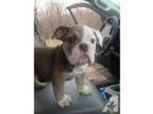 Bulldog Puppy for sale in SOMERSET, PA, USA