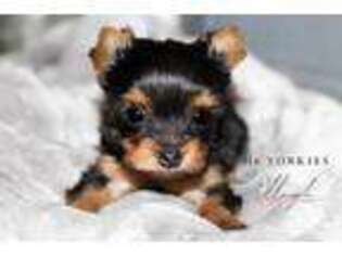 Yorkshire Terrier Puppy for sale in Austin, TX, USA