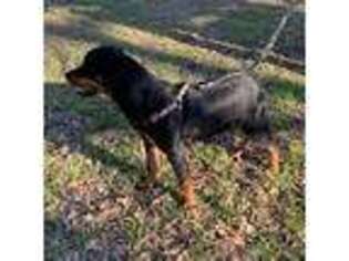 Rottweiler Puppy for sale in Forestburg, TX, USA
