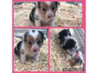 Cardigan Welsh Corgi Puppy for sale in Gowrie, IA, USA