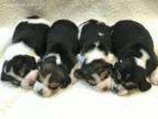 Beagle Puppy for sale in Mcdonough, GA, USA