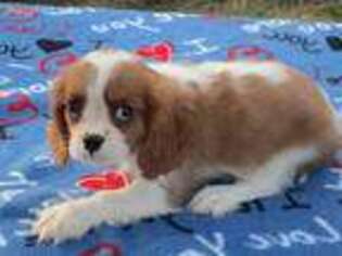 Cavalier King Charles Spaniel Puppy for sale in Ellsinore, MO, USA