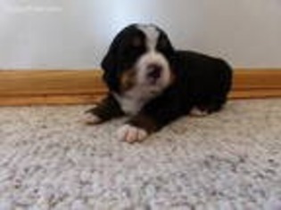 Bernese Mountain Dog Puppy for sale in Harrison, AR, USA