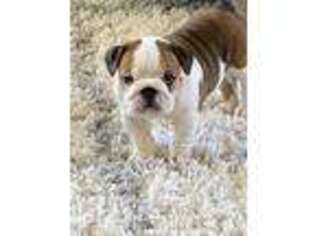 Bulldog Puppy for sale in Timnath, CO, USA