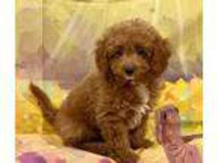 Cavapoo Puppy for sale in Buford, GA, USA