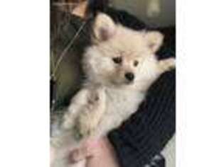 Pomeranian Puppy for sale in Athens, OH, USA