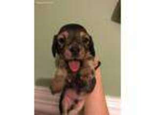 Dachshund Puppy for sale in Hillsboro, AL, USA