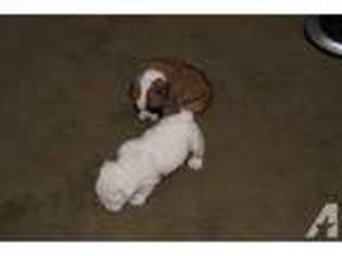 Bulldog Puppy for sale in MC CLURE, PA, USA