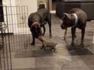 Cane Corso Puppy for sale in Slippery Rock, PA, USA