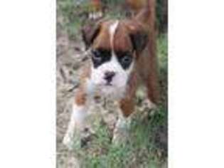 Boxer Puppy for sale in Farmerville, LA, USA