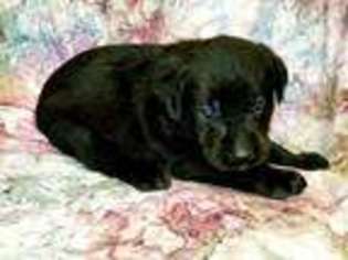 Labrador Retriever Puppy for sale in Dublin, TX, USA