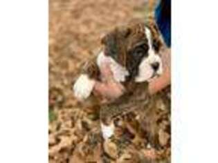 Boxer Puppy for sale in Springdale, AR, USA