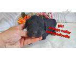 Shepadoodle Puppy for sale in Springfield, MO, USA