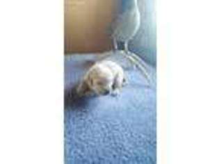 Labrador Retriever Puppy for sale in Pierre, SD, USA