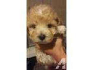Mutt Puppy for sale in LINCOLN, NE, USA