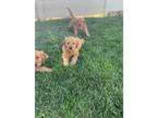 Golden Retriever Puppy for sale in Emmett, ID, USA