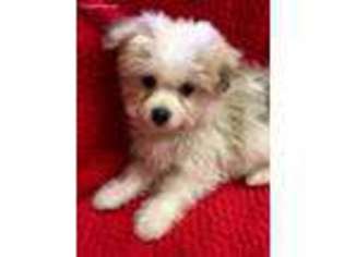 Maltipom Puppy for sale in Rochester, NY, USA