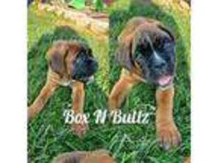 Boxer Puppy for sale in Shedd, OR, USA