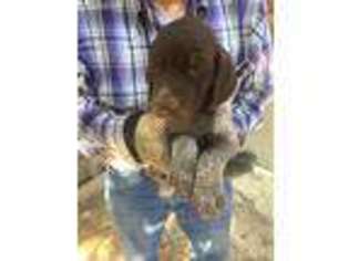 German Shorthaired Pointer Puppy for sale in Montrose, CO, USA