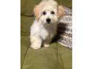 Havanese Puppy for sale in Raleigh, NC, USA