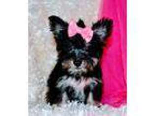 Mutt Puppy for sale in Maple Lake, MN, USA