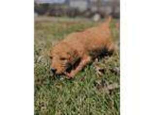 Goldendoodle Puppy for sale in Greencastle, PA, USA