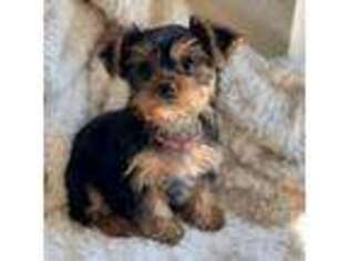 Yorkshire Terrier Puppy for sale in Fountain Valley, CA, USA