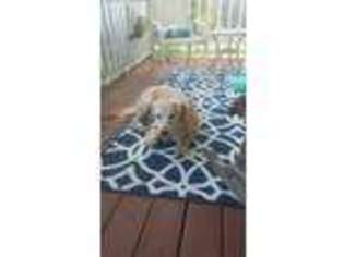 Golden Retriever Puppy for sale in Covington, GA, USA