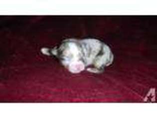 Chihuahua Puppy for sale in TALLAHASSEE, FL, USA