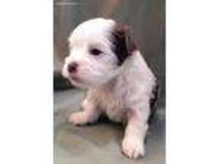 Havanese Puppy for sale in Collinsville, TX, USA