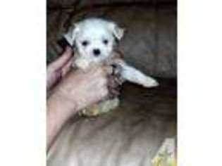 Maltese Puppy for sale in Englewood, FL, USA