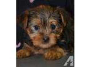 Yorkshire Terrier Puppy for sale in ARAB, AL, USA