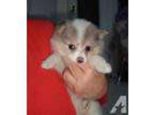 Pomeranian Puppy for sale in ISSAQUAH, WA, USA