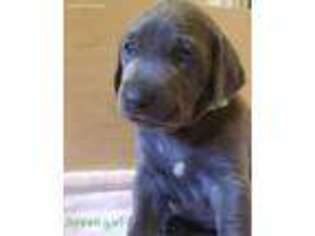 Weimaraner Puppy for sale in Candler, NC, USA