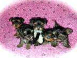 Yorkshire Terrier Puppy for sale in SAINT PAUL, MN, USA