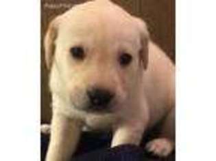 Labrador Retriever Puppy for sale in Clearfield, UT, USA