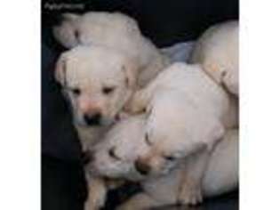 Labrador Retriever Puppy for sale in Appling, GA, USA
