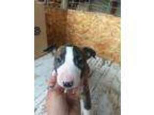 Bull Terrier Puppy for sale in Richland, OR, USA