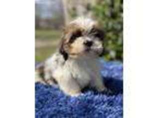 Mutt Puppy for sale in Benton, IL, USA