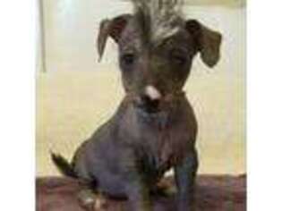Chinese Crested Puppy for sale in Foster, KY, USA