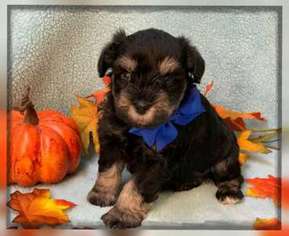 Mutt Puppy for sale in Gate City, VA, USA