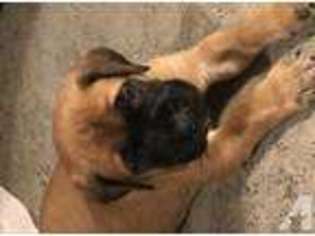 Mastiff Puppy for sale in THORNVILLE, OH, USA